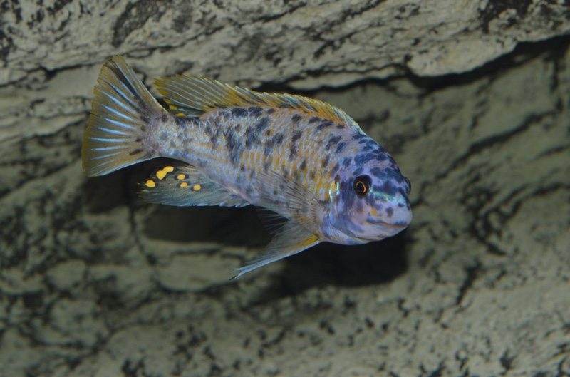 Labeotropheus fuelleborni 'Chinyankwazi Island'